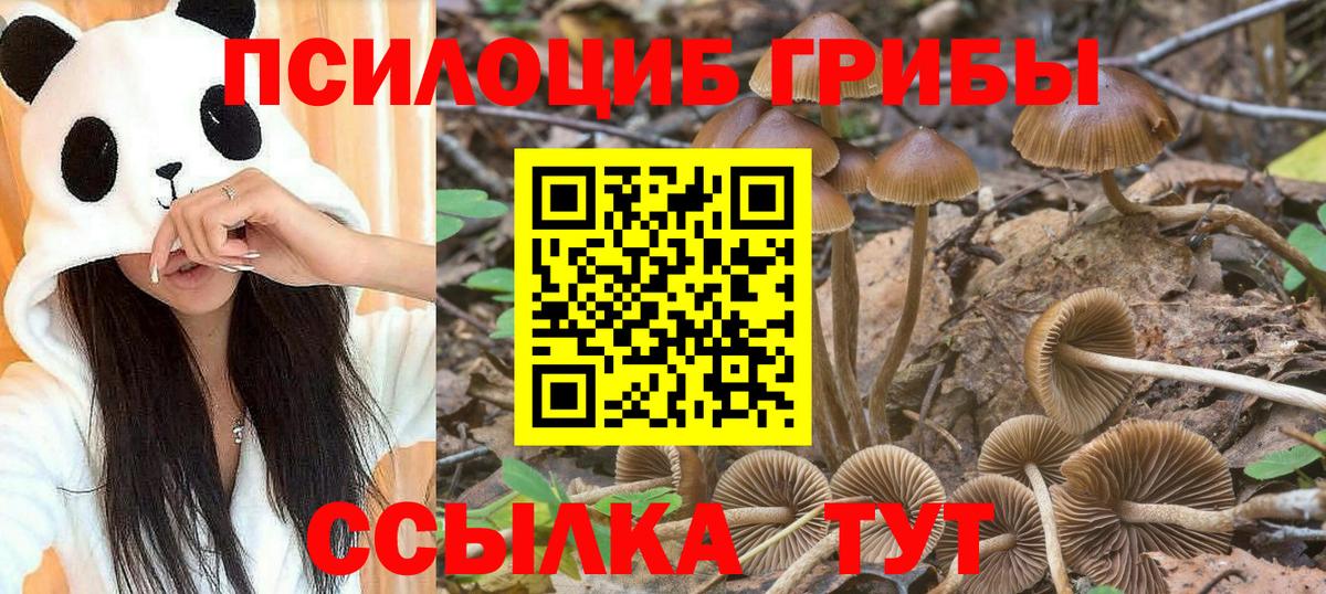 где найти   Вход с VPN  Лабинск  Галлюциногенные грибы Psilocybe 