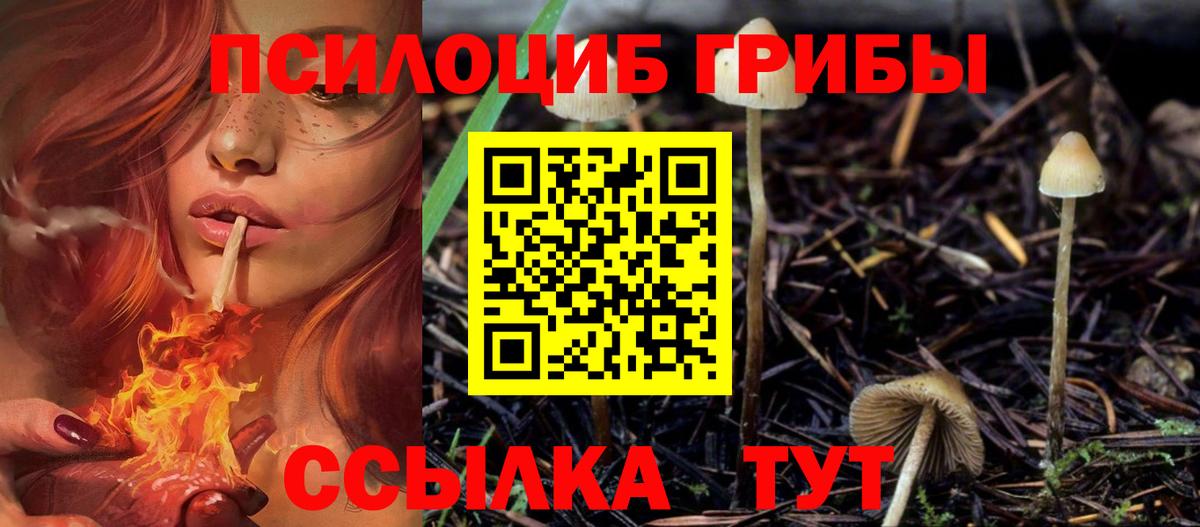 Псилоцибиновые грибы Cubensis Лабинск